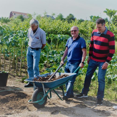 plantando